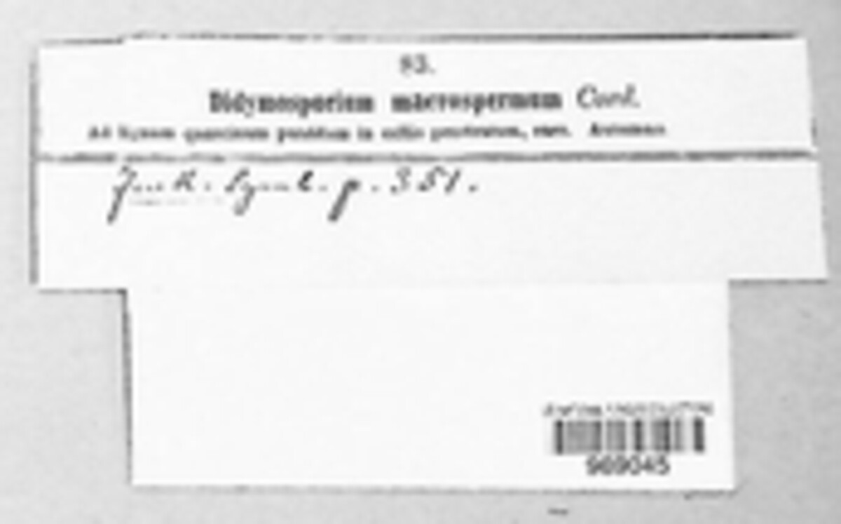 Didymosporium image